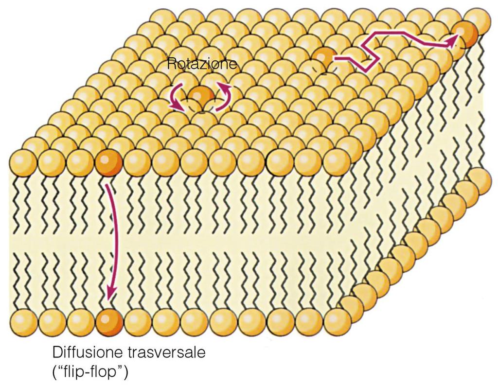 Movimenti delle molecole fosfolipidiche all interno delle membrane 1.