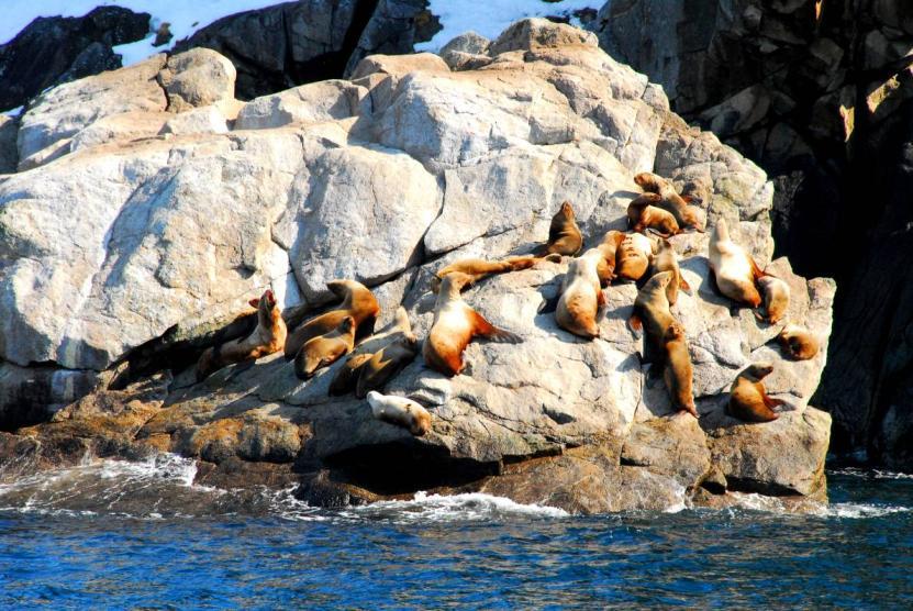 Una colonia di simpatici leoni marini.