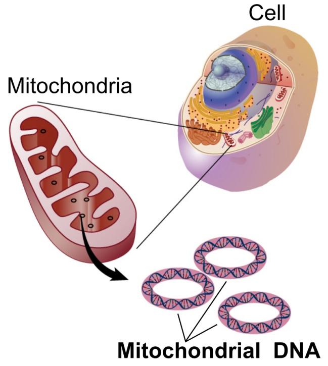 IDENTIFICAZIONE MOLECOLARE DNA mitocondriale Ereditarietà strettamente materna Presente nei mitocondri in più copie uguali