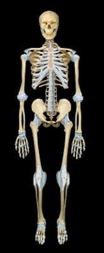 Lo scheletro è un archivio di informazioni biologiche e culturali Le ossa, soggette a continui processi di rimodellamento,