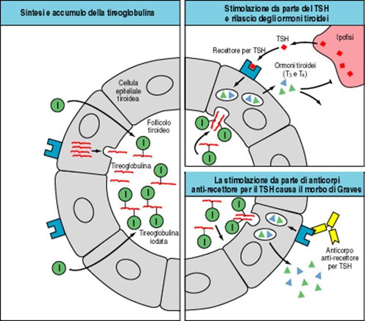 =ipertiroidismo autoanticorpi diretti contro il