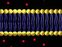 Meccanismi di attraversamento membrane Attraversamento passivo: le molecole passano attraverso la membrana solo per effetto della differente concentrazione Trasporto attivo: le molecole vengono