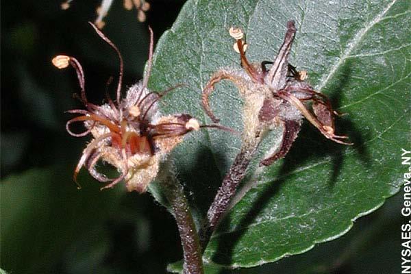 Monitoraggio Erwinia amylovora su diverse specie di ROSACEE Cosa guardare Morte e imbrunimento dei