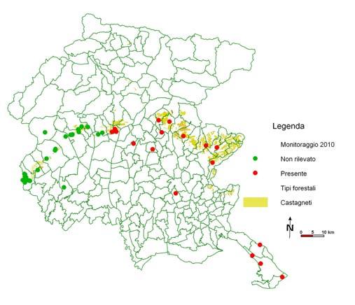 Dryocosmus kuriphilus Origini: Cina Diffusione: Giappone; N-America; Italia e altri stati europei