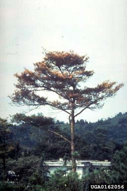 Giappone; Cina; Portogallo; Spagna Piante ospiti: diverse specie di Pinus (in particolare