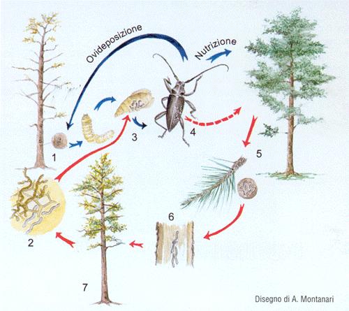 Bursaphelenchus xylophilus Ciclo biologico 1. Il cerambicide depone uova su alberi morti o morenti 2. Il nematode è in fase micetofaga 3.