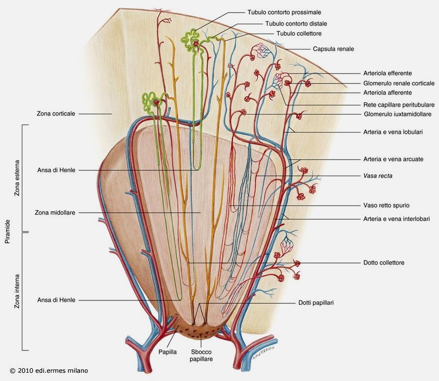 Le arteriole efferenti dei nefroni iuxtamidollari danno luogo a 3 diverse reti capillari: Capillari
