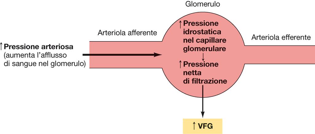 Le modificazioni della pressione idrostatica glomerulare sono il principale sistema di controllo della VFG La rete capillare glomerulare è posta in serie tra due sistemi arteriolari (rete mirabile