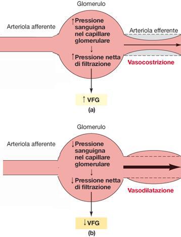 Quando la vasocostrizione dell AE è intensa, si riduce significativamente anche il FER, per cui la FF e, di conseguenza, la pressione colloidoosmotica capillare