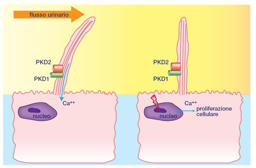 Il feedback tubuloglomerulare si attiva quando alla macula densa giunge preurina con un flusso (misurato dal ciglio primario) o oppure un carico di NaCl (segnalato dal trasportatore NKCC) troppo