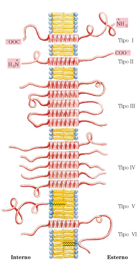 Proteine di membrana! Molte proteine di membrana attraversano il doppio strato lipidico Alcune sono ancorate alle membrane grazie ai lipidi Esterno! Interno!