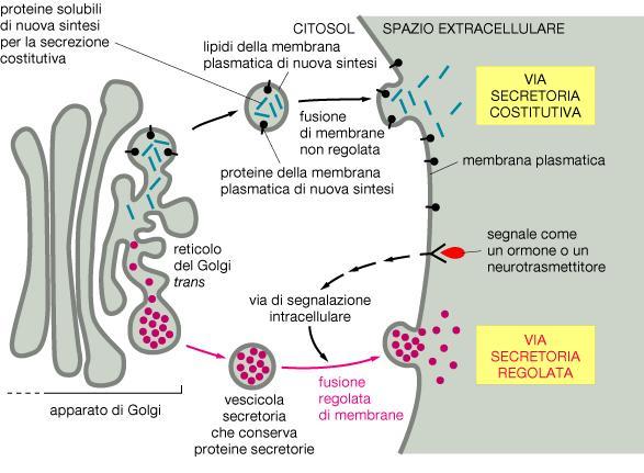 Secrezione