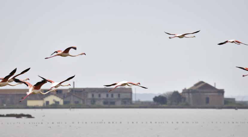 Attività didattica DALL ACQUA AL SALE SALINA DI COMACCHIO Una esperta guida ambientale vi accompagnerà lungo i sottili