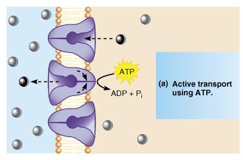 PROTEINE CON