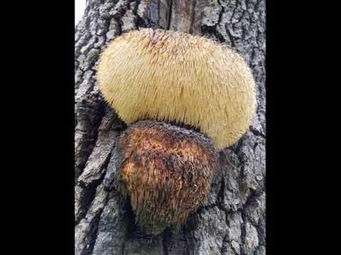 Hericium