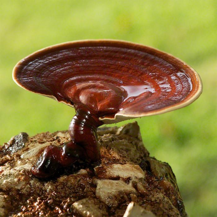 Ganoderma