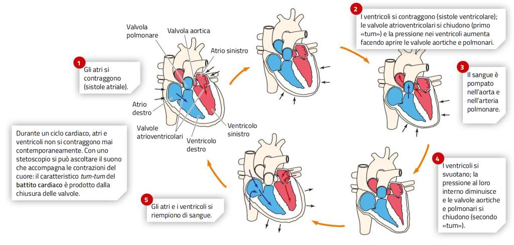 4. Il ciclo cardiaco Durante il ciclo cardiaco si alternano una fase