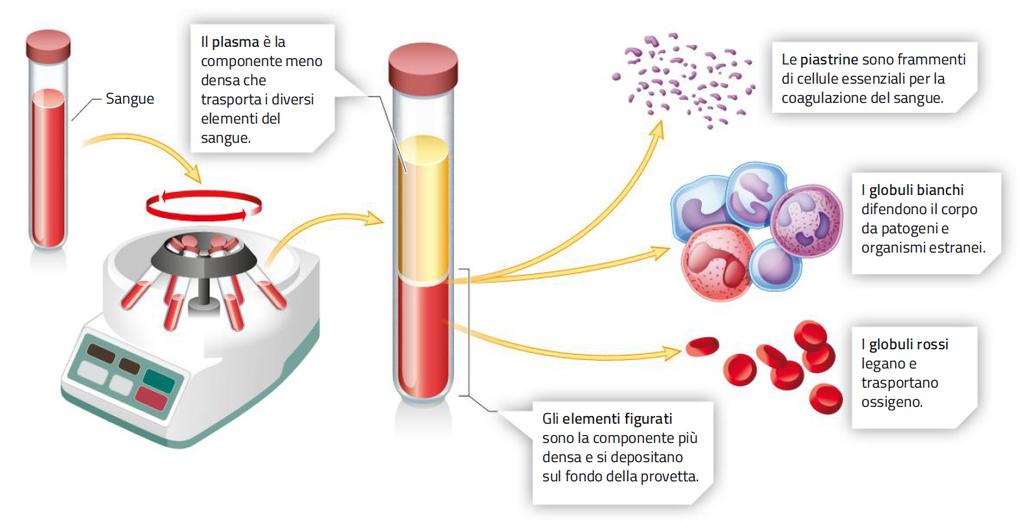6. La composizione del sangue Gli elementi figurati del sangue (globuli