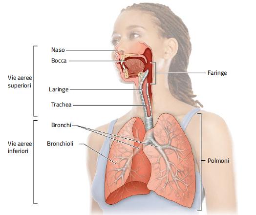 11. La struttura e le funzioni dell apparato respiratorio /1 L apparato respiratorio comprende: le vie
