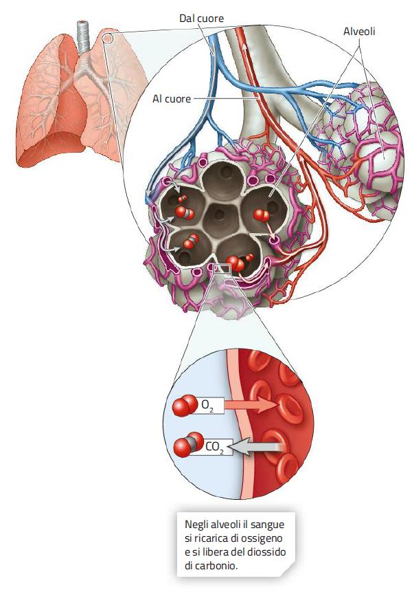 13. Gli scambi tra l aria e il sangue I polmoni ricevono l aria mediante i bronchi, che si ramificano, formando canali sempre più piccoli chiamati bronchioli.