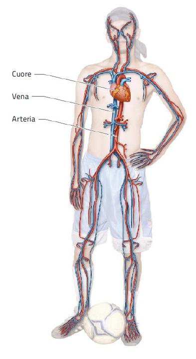 1. La struttura e le funzioni dell apparato cardiovascolare /2 L apparato cardiovascolare è costituito dal cuore e dai vasi