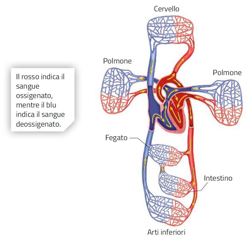 2. La circolazione sistemica e la circolazione polmonare /1 La circolazione polmonare trasporta il sangue dal cuore ai