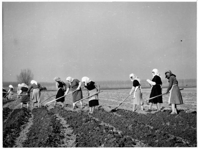 Agricoltura degli anni 50: - miseria - latifondo - fame di terra - la riforma fondiaria - piccola proprietà