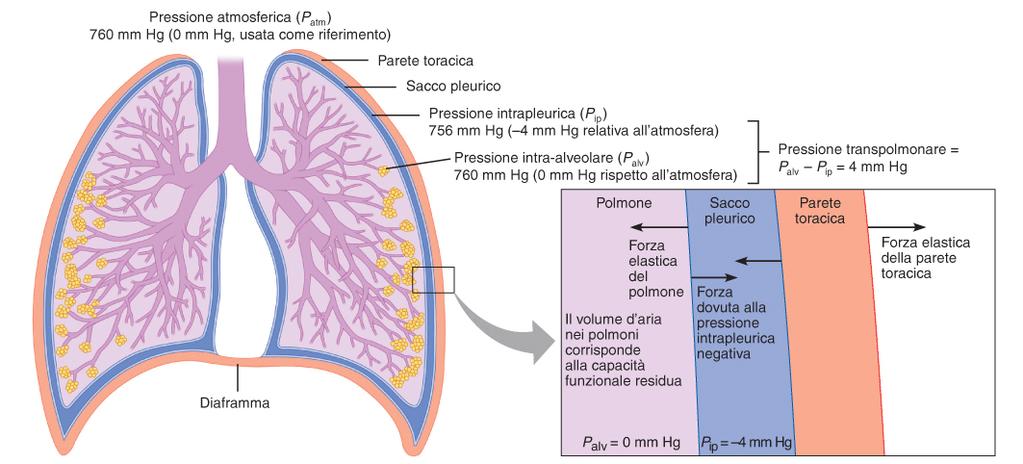 Forze che intervengono nella ventilazione polmonare La ventilazione è ottenuta grazie alla presenza di gradienti di pressione tra gli alveoli e