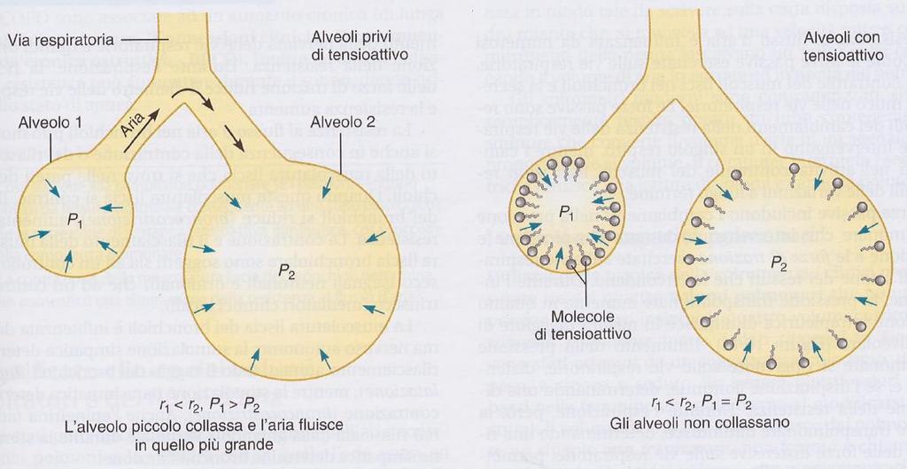 In assenza di tensioattivo, se due alveoli di dimensioni differenti hanno la stessa