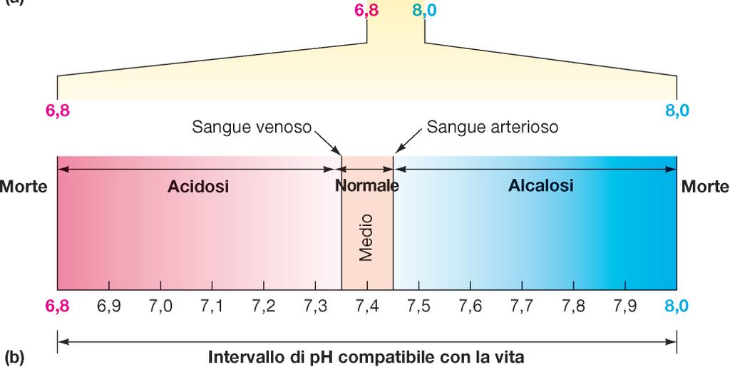 Equilibrio acido-base Il ph arterioso è mantenuto entro i suoi valori normali tra 7.38 e 7.