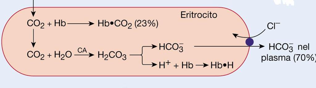 Sistema tampone acido carbonico/bicarbonato (tampone primario del LEC contro le variazioni degli acidi non carbonici) Sistema tampone proteico (tampone primario del LIC, tampona