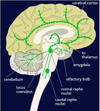 Figura 5.4: Le vie noradrenergiche a livello cerebrale. I principali centri noradrenergici sono localizzati sotto il locus ceruleus e i nuclei caudati del rafe.