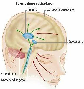 Svolge un ruolo in diverse funzioni neuronali tra cui vista, udito, parola, dolore e nella memoria. Figura 5.