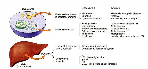 Cellulari (prodotti dalle cellule infiammatorie Fegato Fonte principale Mediatori Chimici Preformati in granuli secretori Neosintetizzati Mediatore Istamina Serotonina Enzimi lisosomiali