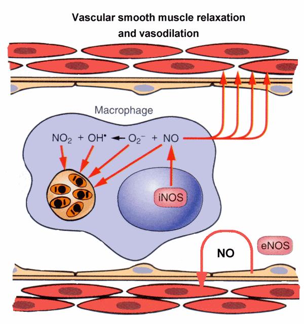 Rilasciamento muscolatura liscia dei vasi e vasodilatazione Attività battericida TNF e IFN Entrata di Ca++ L Ossido Nitrico (NO) è un gas solubile prodotto dalle cellule endotelial e dai macrofagi.