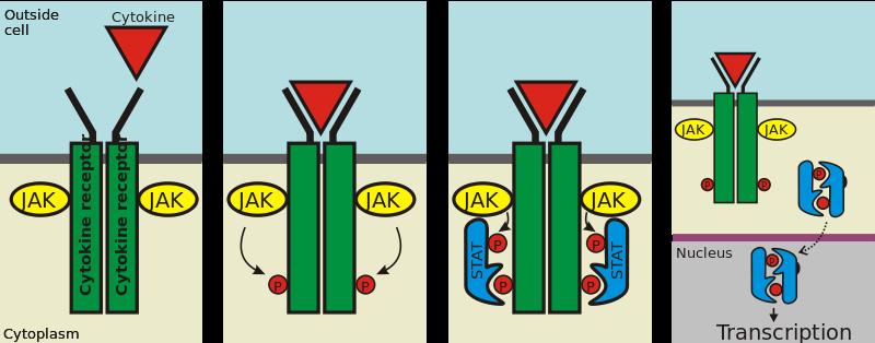 Recettori delle citochine di tipo I e II funzionano tramite il reclutamento dei fattori trascrizionali STAT1-2-3-4-5 che in seguito a