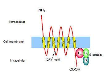 I recettori per le chemochine fanno parte della famiglia dei GPCR (G-Protein Coupled Receptors), sono formati da una