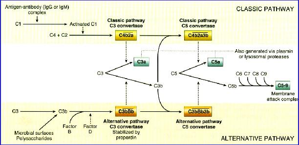 Complesso Antigene- Anticorpo VIA CLASSICA C1 C3 C3a C5 C5a C3b C5b C5-9 MAC C3 C3b Superfici microbiche polisaccaridi VIA ALTERNATIVA la via