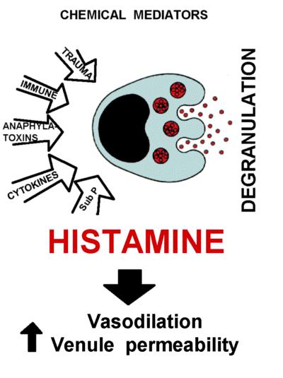 C3a C5a Nei mastociti, basofili e piastrine Attiva nella fase iniziale dell infiammazione In risposta a ISTAMINA Apertura delle giunzioni endoteliali insulti fisici (Trauma o