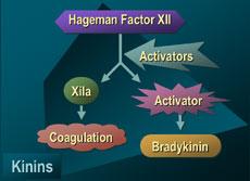 Sistema delle Chinine Peptidi vasoattivi che si generano da proteine plasmatiche (chininogeni) per azione di proteasi plasmatiche Fattore di Hageman (fattore XII della coagulazione) attivato da: