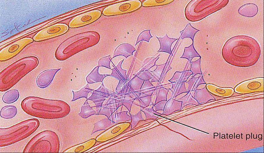 La serotonina sistemica è maggiormente localizzata in granuli delle piastrine (trombociti) e viene rilasciata per degranulazione in risposta alla aggregazione delle piastrine La lesione delle cellule