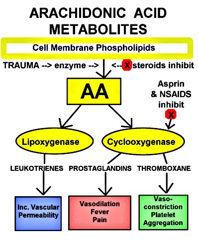 L acido arachidonico è presente in tutte le cellule, ma soprattutto nei fagociti, linfociti, macrofagi, mastociti, piastrine.