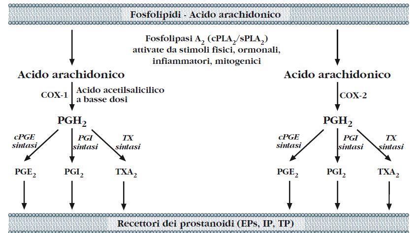 Antiaggreganti piastrinici ASPIRINA Meccanismo d azione: inibizione della cicloossigenasi