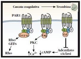 TAR trombin antagonist receptor Vorapaxar (SCH530348) Meccanismo d azione: antagonista reversibile del recettore PAR-1 espressi sulle piastrine attivati dalla trombina Usi terapeutici: