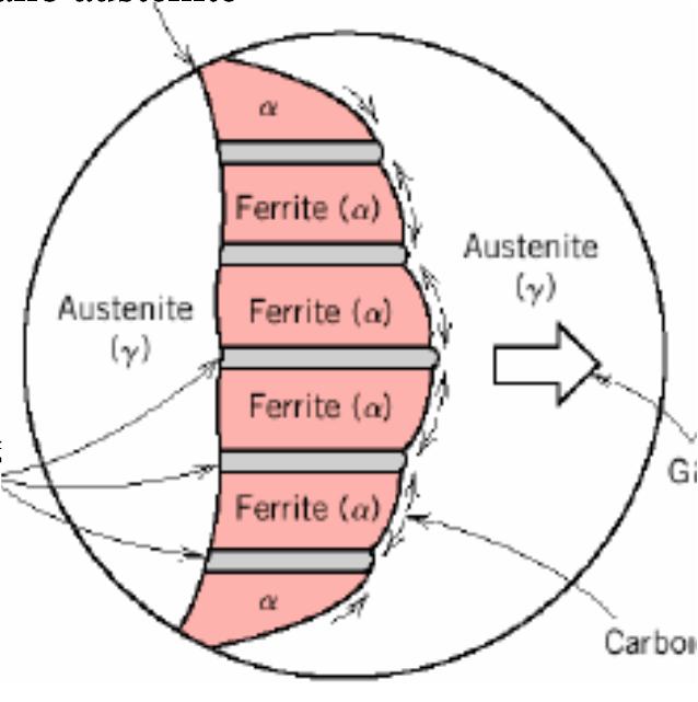Raffreddamento acciaio eutettoidico Bordo grano austenite Nella micrografia, le zone scure sono le lamelle di cementite (Fe 3 C), mentre
