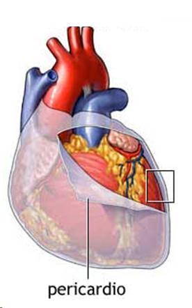 tessuto muscolare del