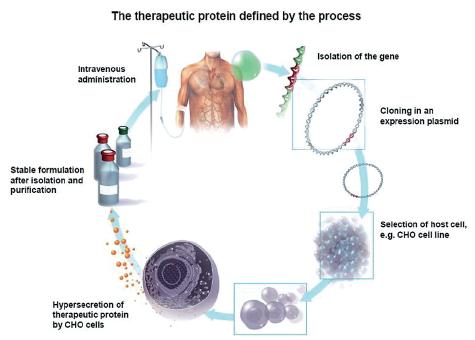 Proteine di interesse terapeu.co Proteine come farmaci (es. insulina, an.corpi, ormoni, an.coagulan., fa8ori della coagulazione) Proteine come an.