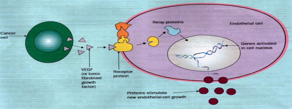 Bevacizumab È un an.corpo monoclonale umanizzato che inibisce la segnalazione angiogenica legando VEGF in modo da prevenire la sua interazione con VEGFr1 e VEGFr2.