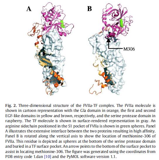 Fa8ore VIIa ricombinante Il fa8ore VII è espresso in cellule BHK come proteina a singola catena. L aavazione (proteolisi R152- I153) è spontanea.