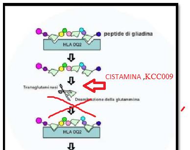 Inibitori dell attività della transglutaminasi tissutale Obiettivi Bloccare le reazioni di transdeaminazione che rendono i peptidi derivati dal glutine immunogenicamente attivi In questo